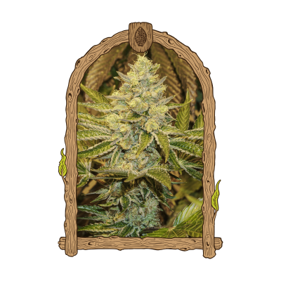 Exotic Seed - Exotic Animal