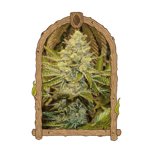 Exotic Seed - Exotic Animal