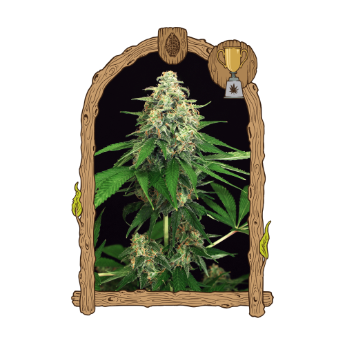 Exotic Seed - Mango Cream