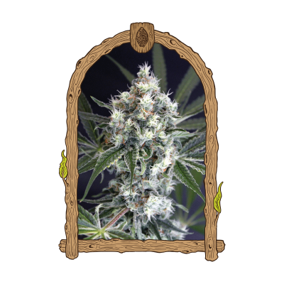 Exotic Seed - Medxotic Pure CBD