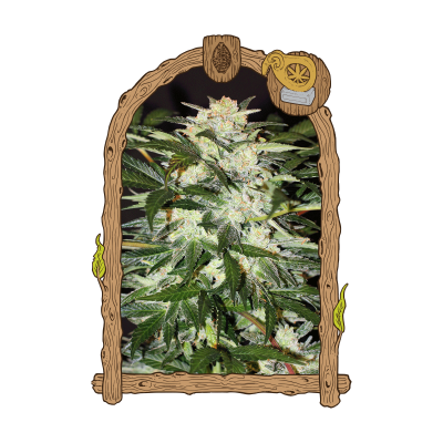 Exotic Seed - Monster Mash Auto