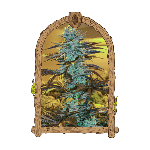 Exotic Seed - Purple Monkey Auto