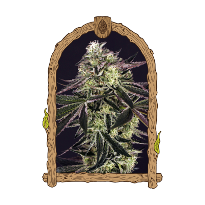 Exotic Seed - Purple Shot