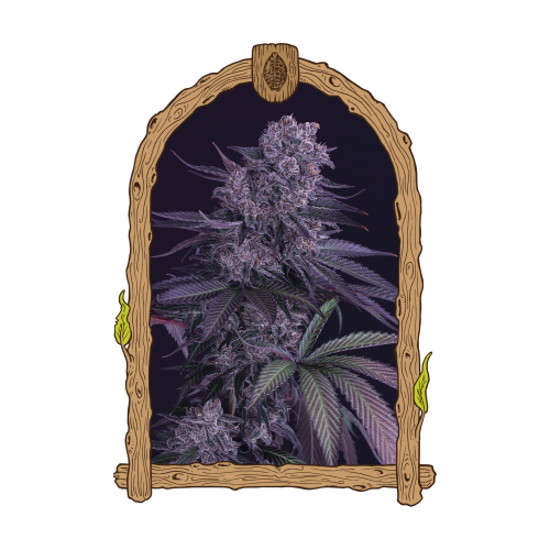 Exotic Seed - Quick Black Lemon