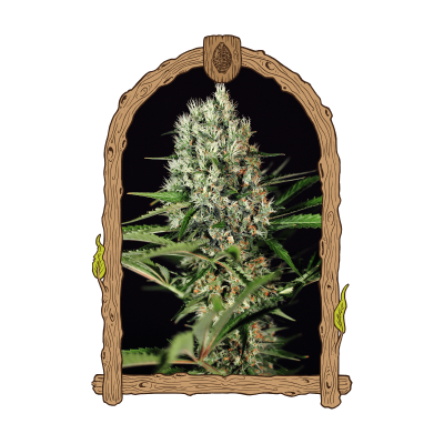 Exotic Seed - Quick Mass