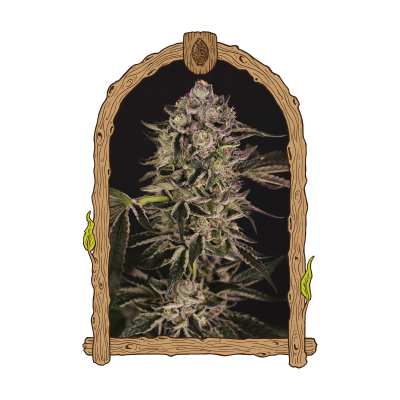 Exotic Seed - Quick Sherbet