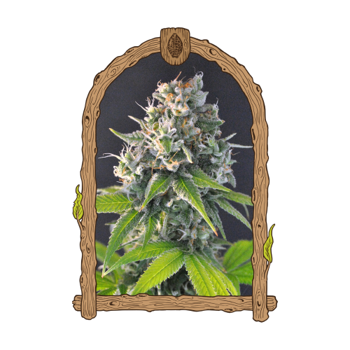 Exotic Seed - Honey Mints