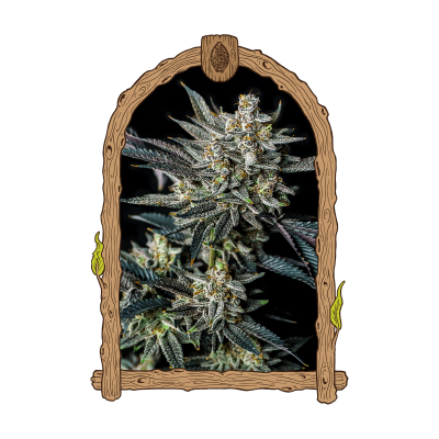 Exotic Seed - Jelly Bananen Auto