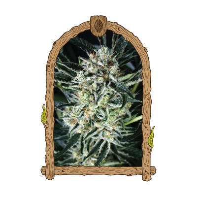 Exotic Seed - Jelly Bananen