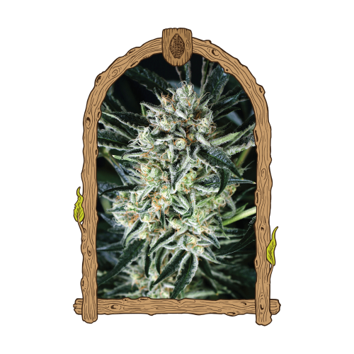 Exotic Seed - Jelly Bananen