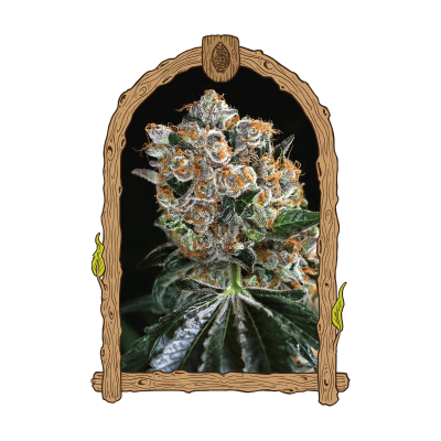 Exotic Seed - Malasaña Cookies