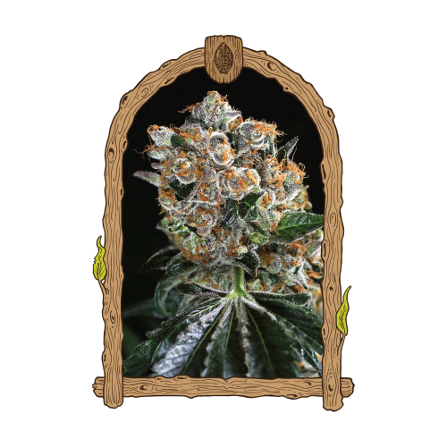 Exotic Seed - Malasaña Cookies