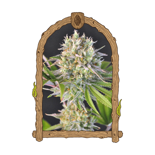 Exotic Seed - Malawi White Truffle