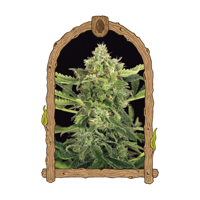 Exotic Seed - Mango Cream Auto