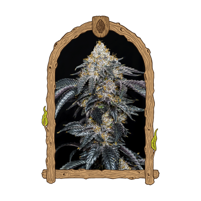 Exotic Seed - Quicklato Sherbet