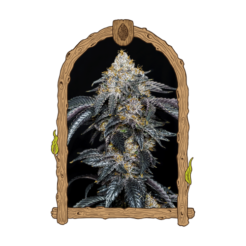 Exotic Seed - Quicklato Sherbet