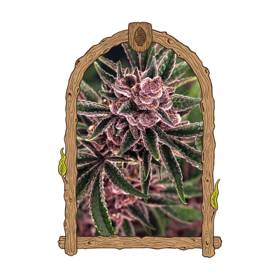 Exotic Seed - Tropical Fuel