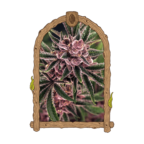 Exotic Seed - Tropical Fuel