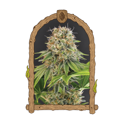 Exotic Seed - Wedding Monkey