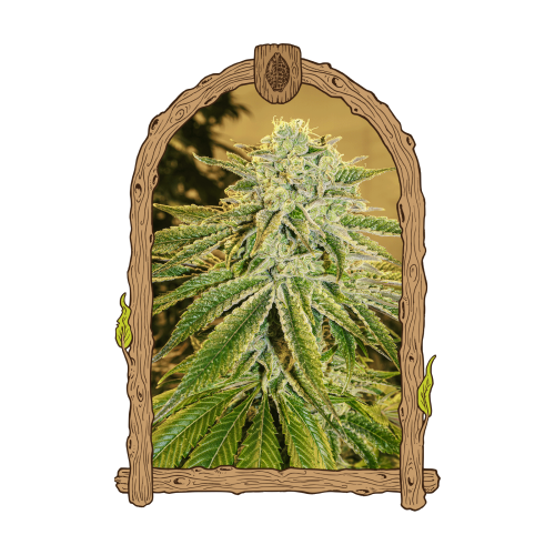 Exotic Seed - White Banana Auto