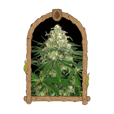 Exotic Seed - Z & Z Auto