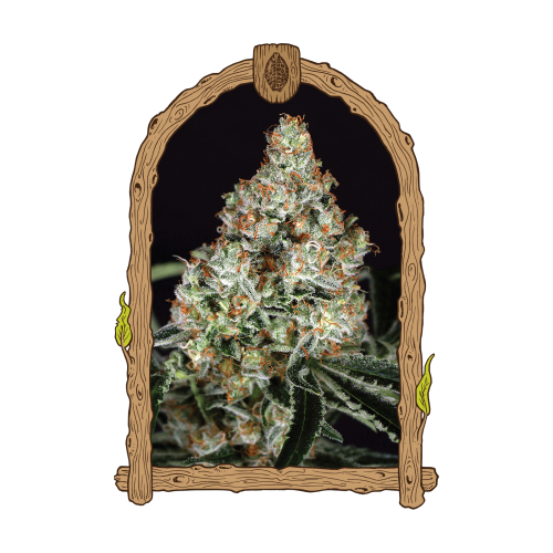 Exotic Seed - Zkittalicious
