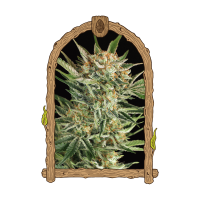 Exotic Seed - Russian Automatic