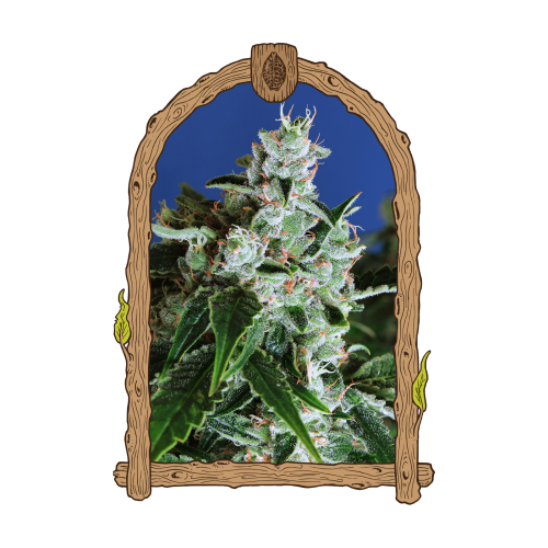 Exotic Seed - Sir Jack Auto