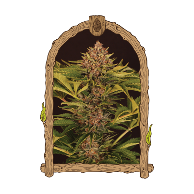 Exotic Seed - Strawberry Cola Auto