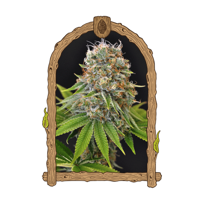 Exotic Seed - Sugar Larry