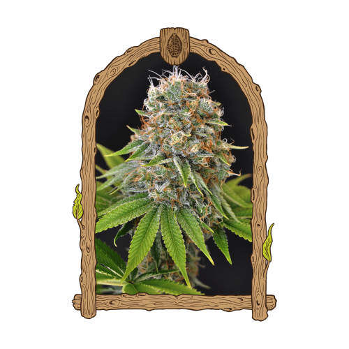 Exotic Seed - Sugar Larry