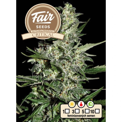 Fair Seeds - Auto Critical