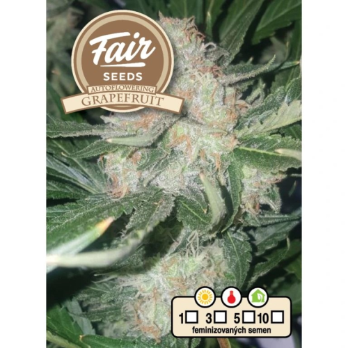 Fair Seeds - Auto Grapefruit