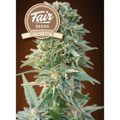 Fair Seeds - Auto Jack