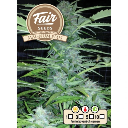 Fair Seeds - Auto Magnum Plus