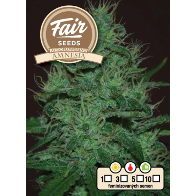 Fair Seeds - Auto Amnesia