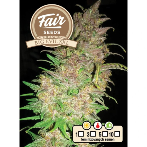 Fair Seeds - Auto Big Evil XXL
