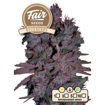 Fair Seeds - Auto Blueberry