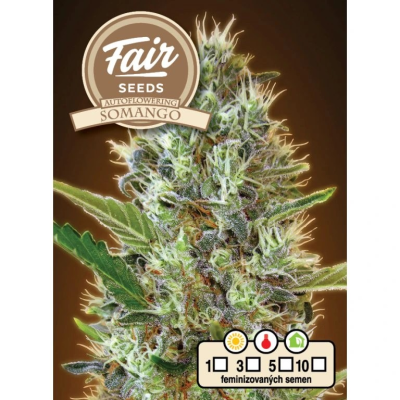 Fair Seeds - Auto Somango