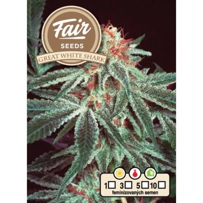 Fair Seeds - Great White Shark