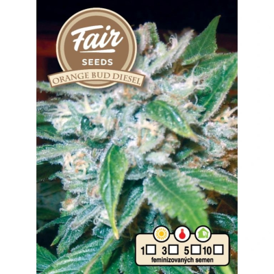 Fair Seeds - Orange Bud Diesel