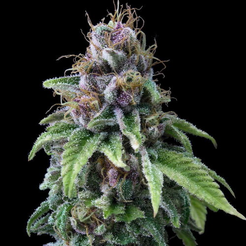 Exclusive Seeds Bank - 9 Milimetros