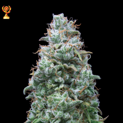 Exclusive Seeds Bank - Double W