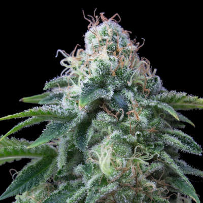 Exclusive Seeds Bank - Dr. Lemon OG