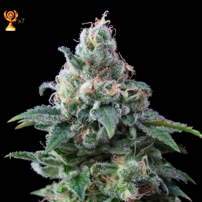 Exclusive Seeds Bank - Amnesia