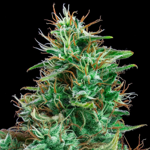 Exclusive Seeds Bank - Auto Bilberry