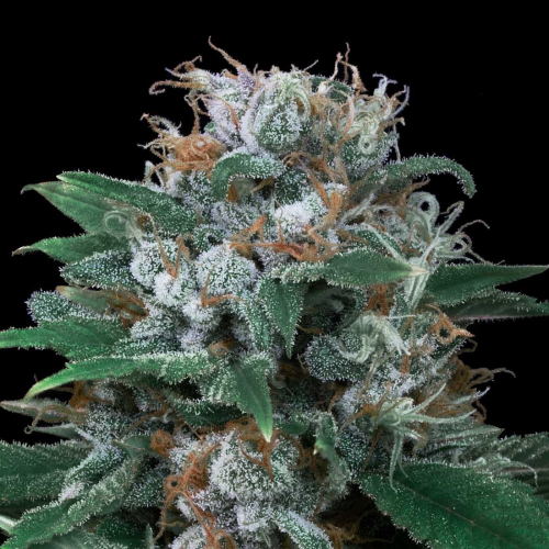 Exclusive Seeds Bank - Auto Critical