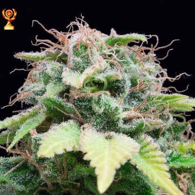 Exclusive Seeds Bank - Auto Mandarina