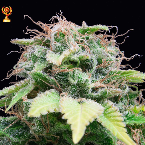Exclusive Seeds Bank - Auto Mandarina