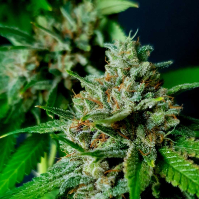 Exclusive Seeds Bank - Auto Nemo